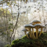 Fungi wideangle 